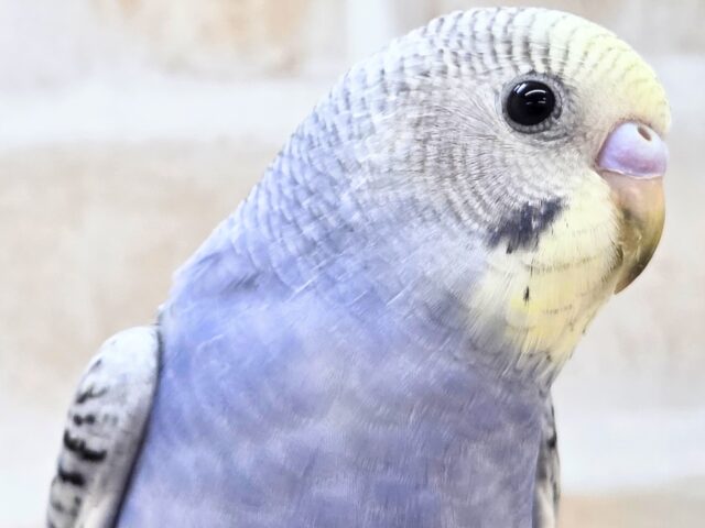 最新画像になります☆気ままさに、クスッと~~♪ セキセイインコ YFバイレットスパングル~~ セキセイインコ