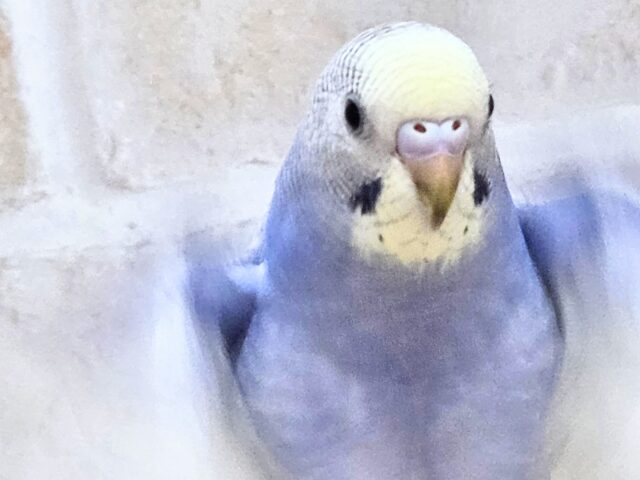 最新画像になります☆気ままさに、クスッと~~♪ セキセイインコ YFバイレットスパングル~~ セキセイインコ