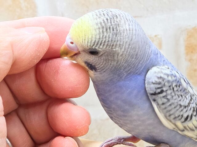 最新画像になります☆気ままさに、クスッと~~♪ セキセイインコ YFバイレットスパングル~~ セキセイインコ