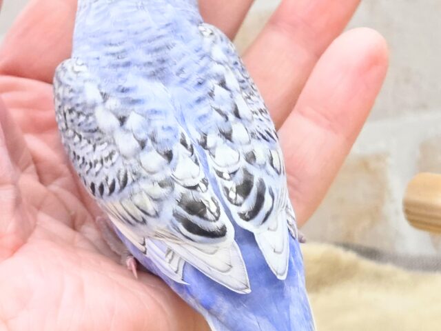 最新画像になります☆気ままさに、クスッと~~♪ セキセイインコ YFバイレットスパングル~~ セキセイインコ