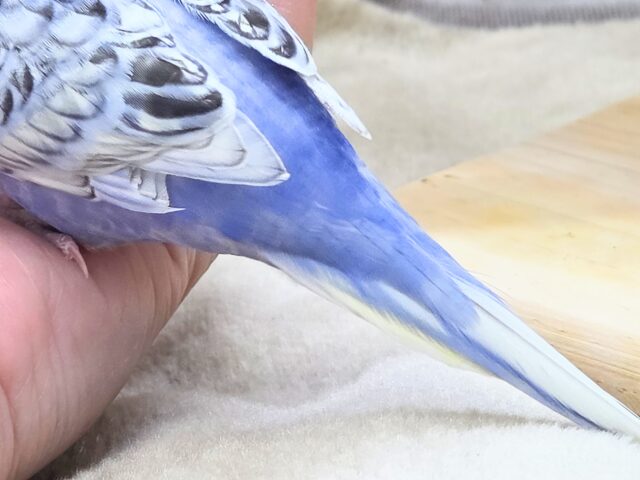 最新画像になります☆気ままさに、クスッと~~♪ セキセイインコ YFバイレットスパングル~~ セキセイインコ