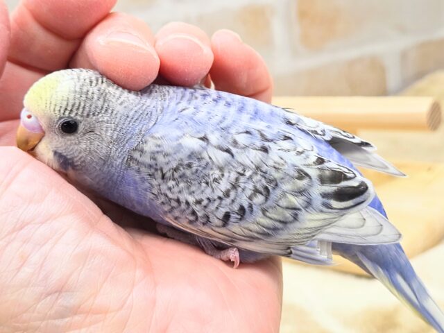 最新画像になります☆気ままさに、クスッと~~♪ セキセイインコ YFバイレットスパングル~~ セキセイインコ