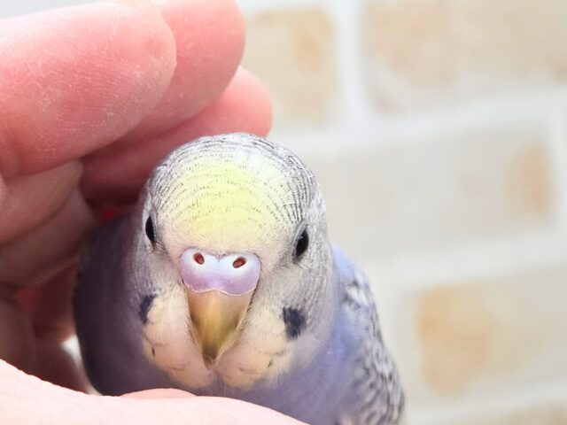 最新画像になります☆気ままさに、クスッと~~♪ セキセイインコ YFバイレットスパングル~~ セキセイインコ