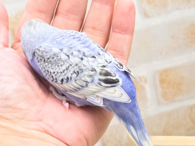 最新画像になります☆気ままさに、クスッと~~♪ セキセイインコ YFバイレットスパングル~~ セキセイインコ