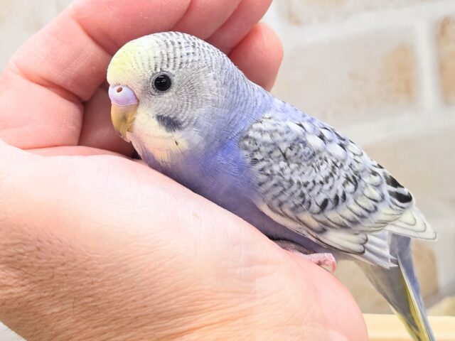 最新画像になります☆気ままさに、クスッと~~♪ セキセイインコ YFバイレットスパングル~~ セキセイインコ