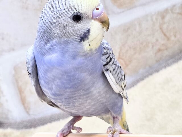 最新画像になります☆気ままさに、クスッと~~♪ セキセイインコ YFバイレットスパングル~~ セキセイインコ