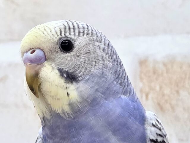 最新画像になります☆気ままさに、クスッと~~♪ セキセイインコ YFバイレットスパングル~~ セキセイインコ