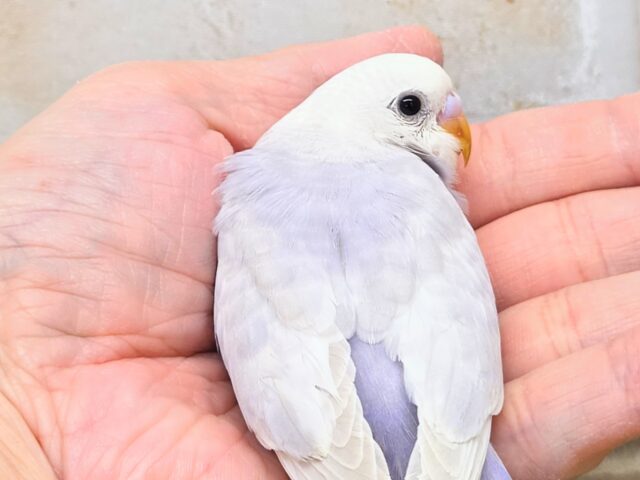 落ちつくステキカラーさん☆ ライラックセキセイインコ~ セキセイインコ