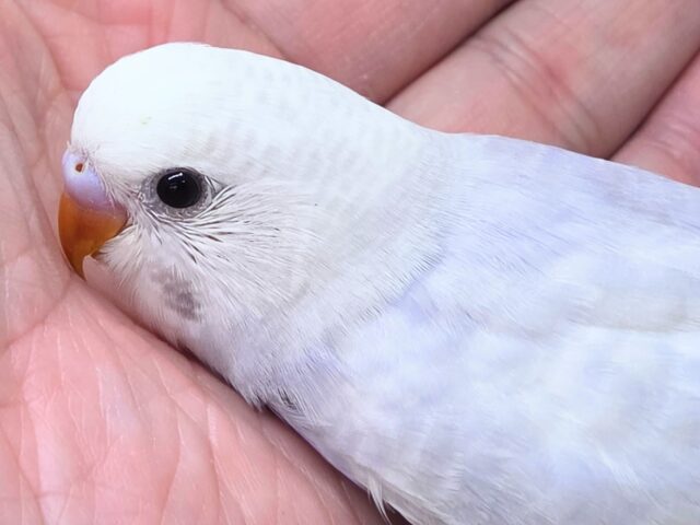 落ちつくステキカラーさん☆ ライラックセキセイインコ~ セキセイインコ