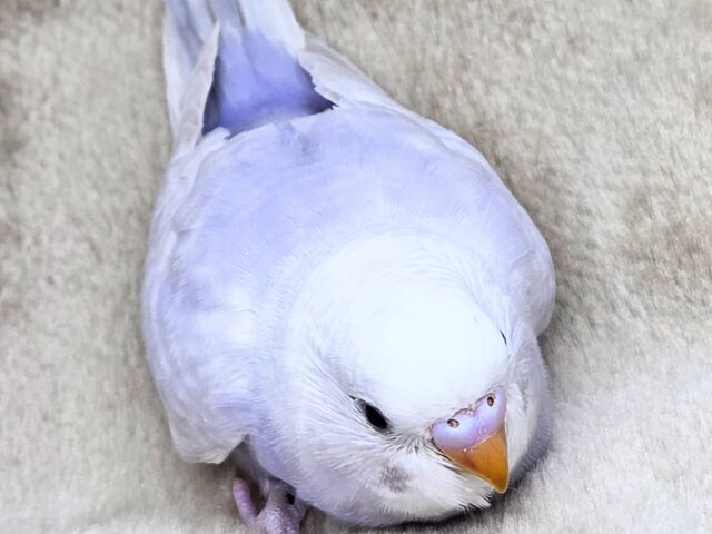 落ちつくステキカラーさん☆ ライラックセキセイインコ~ セキセイインコ