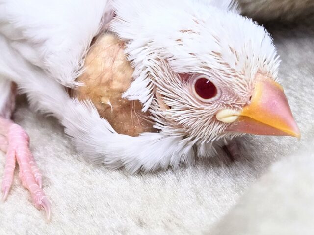 真っ白あんど透明感ある瞳☆☆ アルビノ文鳥~~ アルビノ文鳥