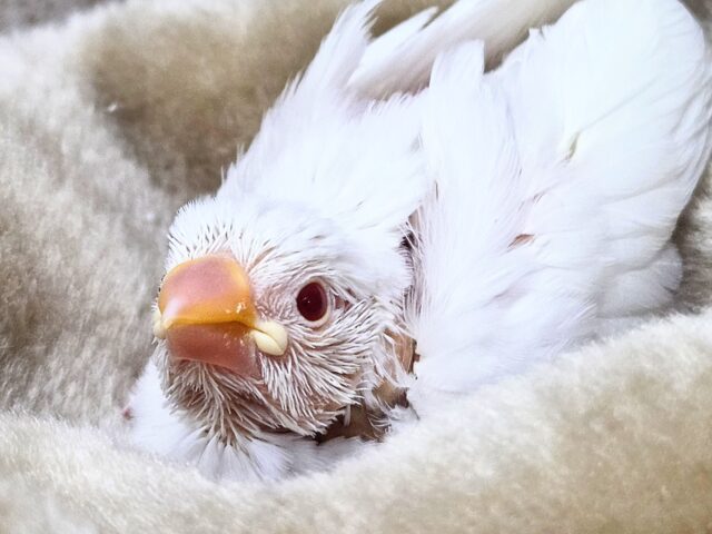 真っ白あんど透明感ある瞳☆☆ アルビノ文鳥~~ アルビノ文鳥