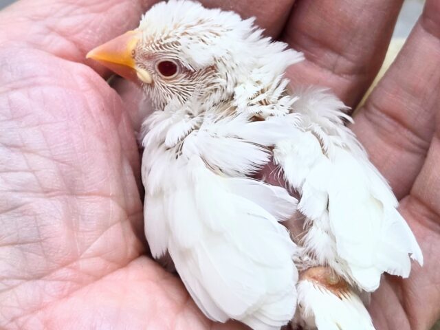 真っ白あんど透明感ある瞳☆☆ アルビノ文鳥~~ アルビノ文鳥