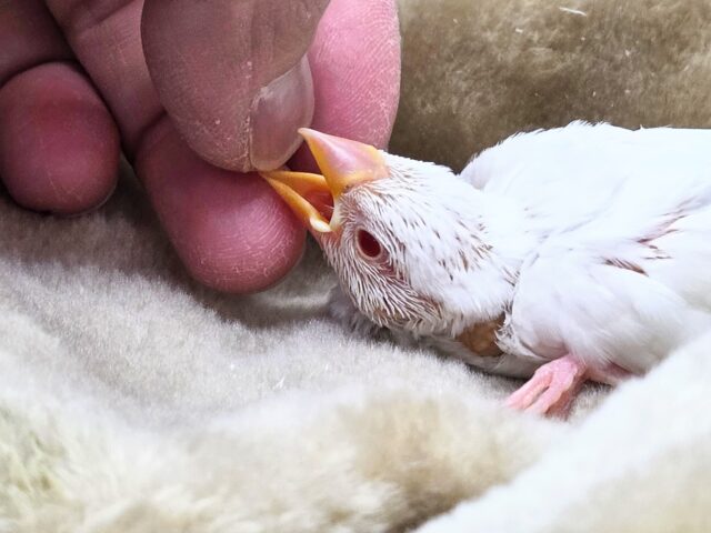 アルビノ文鳥
