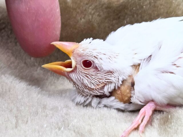 真っ白あんど透明感ある瞳☆☆ アルビノ文鳥~~ アルビノ文鳥