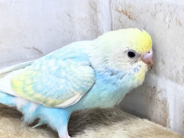 最新画像になります☆あぐーっ❗️元気いっぱい😆 セキセイインコ(パステルレインボースパングル) セキセイインコ