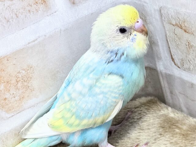 最新画像になります☆あぐーっ❗️元気いっぱい😆 セキセイインコ(パステルレインボースパングル) セキセイインコ