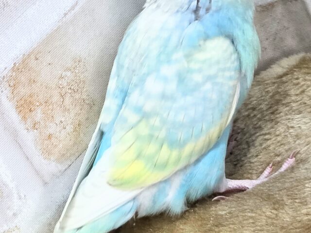 最新画像になります☆あぐーっ❗️元気いっぱい😆 セキセイインコ(パステルレインボースパングル) セキセイインコ