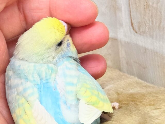 最新画像になります☆あぐーっ❗️元気いっぱい😆 セキセイインコ(パステルレインボースパングル) セキセイインコ
