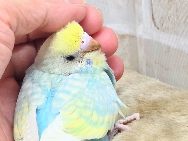 最新画像になります☆あぐーっ❗️元気いっぱい😆 セキセイインコ(パステルレインボースパングル) セキセイインコ
