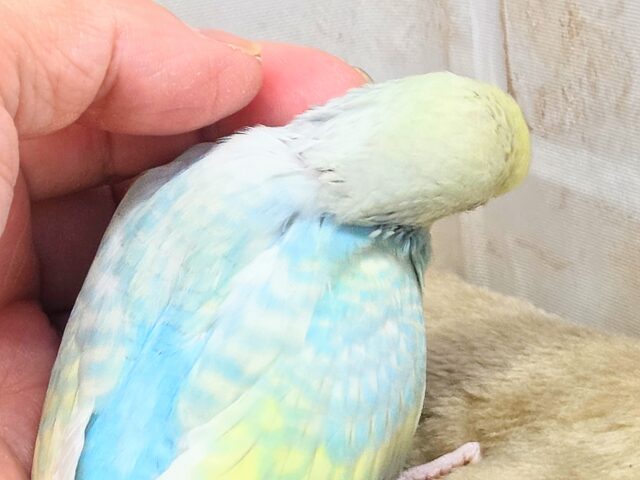最新画像になります☆あぐーっ❗️元気いっぱい😆 セキセイインコ(パステルレインボースパングル) セキセイインコ