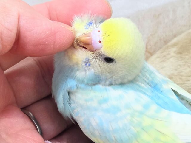 最新画像になります☆あぐーっ❗️元気いっぱい😆 セキセイインコ(パステルレインボースパングル) セキセイインコ