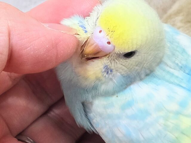 最新画像になります☆あぐーっ❗️元気いっぱい😆 セキセイインコ(パステルレインボースパングル) セキセイインコ