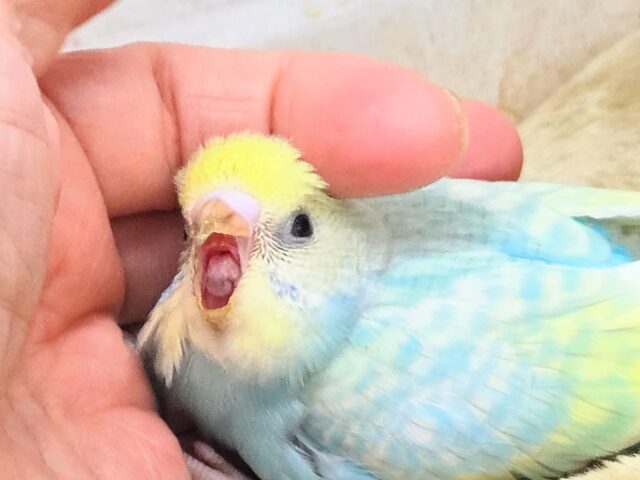 最新画像になります☆あぐーっ❗️元気いっぱい😆 セキセイインコ(パステルレインボースパングル) セキセイインコ