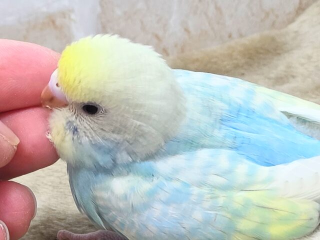 最新画像になります☆あぐーっ❗️元気いっぱい😆 セキセイインコ(パステルレインボースパングル) セキセイインコ