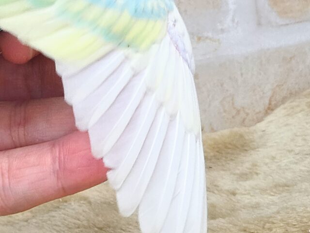 最新画像になります☆あぐーっ❗️元気いっぱい😆 セキセイインコ(パステルレインボースパングル) セキセイインコ