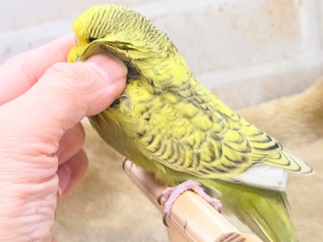 最新画像になります☆小顔マッサージ、は効きません♨ ジャンボセキセイインコ スパングル~~ ジャンボセキセイインコ