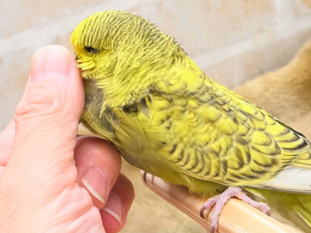 ジャンボセキセイインコ