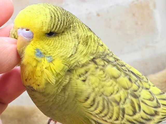 最新画像になります☆小顔マッサージ、は効きません♨ ジャンボセキセイインコ スパングル~~ ジャンボセキセイインコ