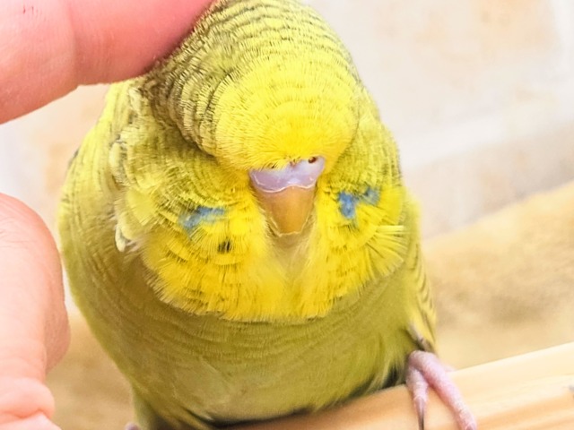 ジャンボセキセイインコ