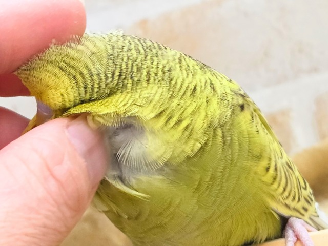 最新画像になります☆小顔マッサージ、は効きません♨ ジャンボセキセイインコ スパングル~~ ジャンボセキセイインコ