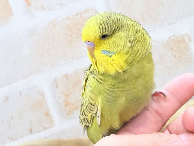 ジャンボセキセイインコ