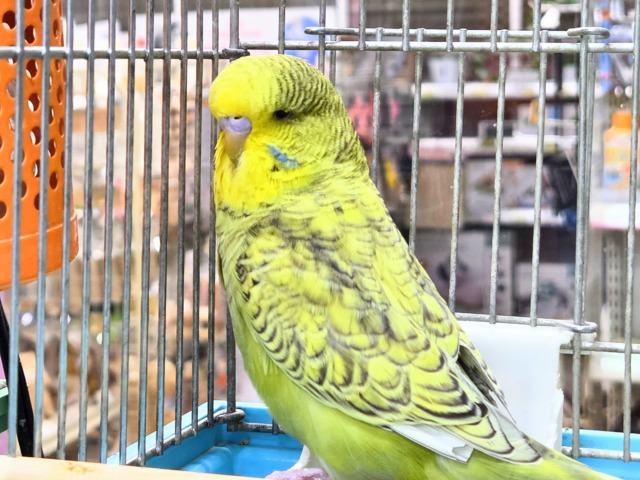 最新画像になります☆小顔マッサージ、は効きません♨ ジャンボセキセイインコ スパングル~~ ジャンボセキセイインコ