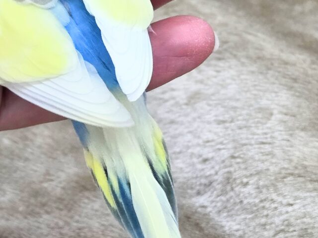 最新画像になります☆気づいたら、お迎えしてるんじゃない??♬ セキセイインコ パステルレインボーパイド~~ セキセイインコ