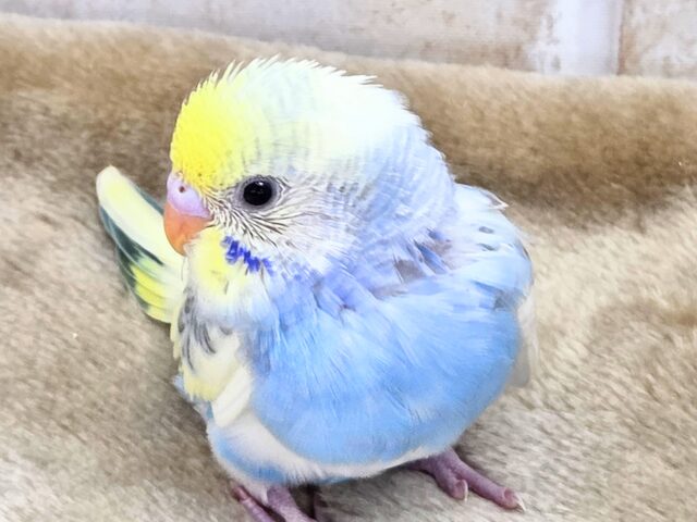 最新画像になります☆気づいたら、お迎えしてるんじゃない??♬ セキセイインコ パステルレインボーパイド~~ セキセイインコ