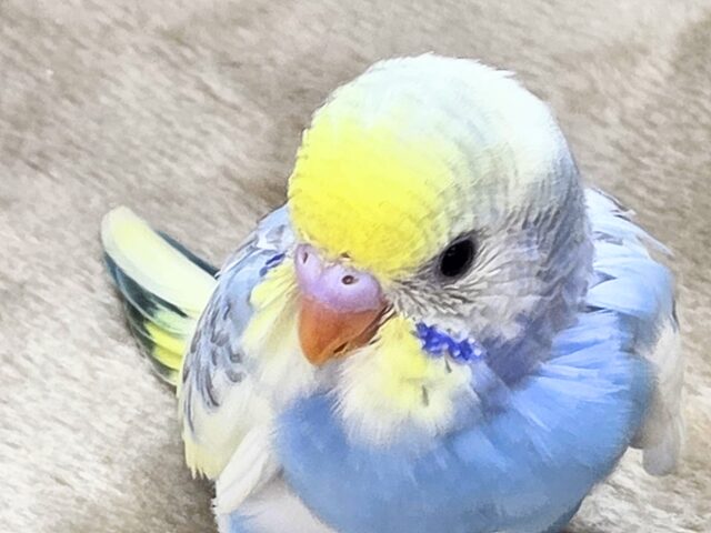 最新画像になります☆気づいたら、お迎えしてるんじゃない??♬ セキセイインコ パステルレインボーパイド~~ セキセイインコ