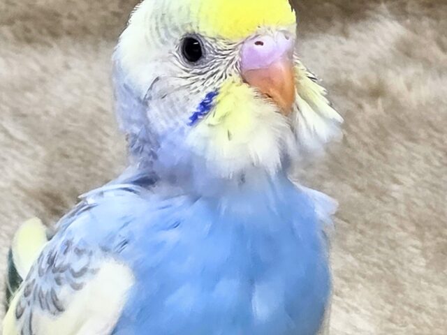 最新画像になります☆気づいたら、お迎えしてるんじゃない??♬ セキセイインコ パステルレインボーパイド~~ セキセイインコ