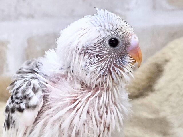 最新画像!春、ハル、はる♨~~セキセイインコ ハルクイン~~ セキセイインコ