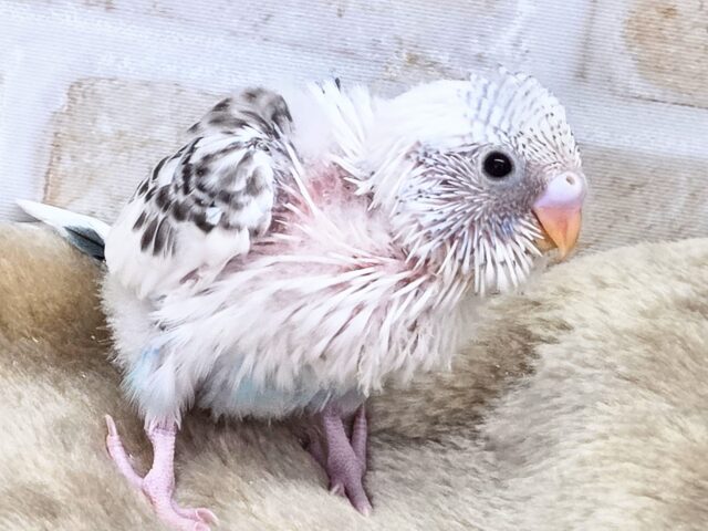 最新画像!春、ハル、はる♨~~セキセイインコ ハルクイン~~ セキセイインコ