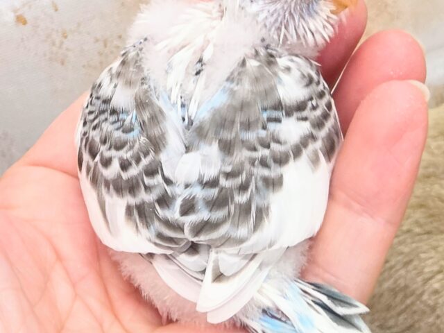 最新画像!春、ハル、はる♨~~セキセイインコ ハルクイン~~ セキセイインコ