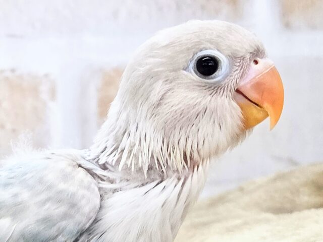 学校、お仕ごと行けなくなります。。 シロボタンインコ~~ シロボタンインコ