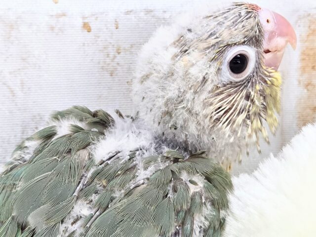 【🆙最新画像あり‼️】人と遊ぶの大好き🤩🎶 ウロコインコ(ブルーシナモン) ホオミドリウロコインコ