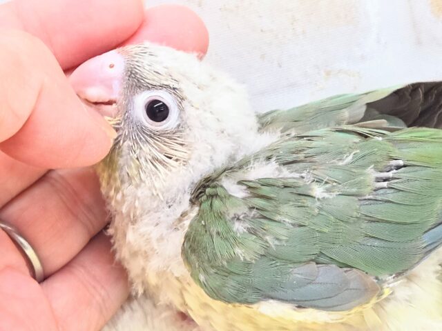 【🆙最新画像あり‼️】人と遊ぶの大好き🤩🎶 ウロコインコ(ブルーシナモン) ホオミドリウロコインコ
