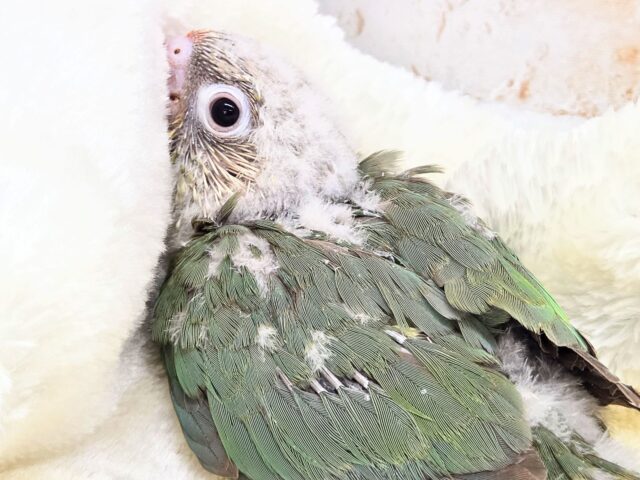 【🆙最新画像あり‼️】人と遊ぶの大好き🤩🎶 ウロコインコ(ブルーシナモン) ホオミドリウロコインコ