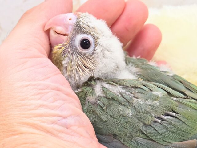 ホオミドリウロコインコ