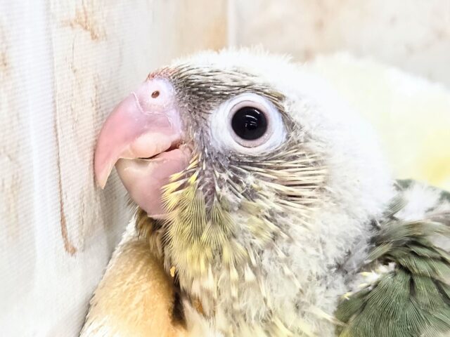 【🆙最新画像あり‼️】人と遊ぶの大好き🤩🎶 ウロコインコ(ブルーシナモン) ホオミドリウロコインコ